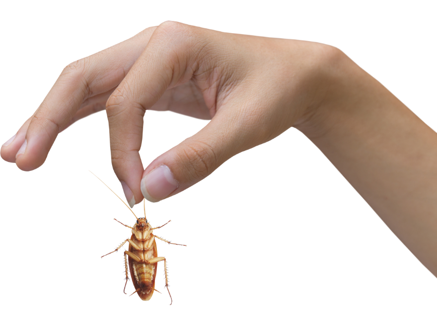 Woman holding a roach