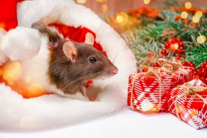 10 Cleaning Tips to Keep Your Home Critter-Free During the Holidays