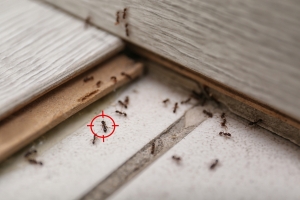 Defending Your Magnolia Home Against Ants