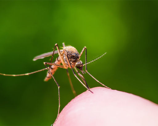 Mosquito Control in The Woodlands, TX | Marathon Pest Control - mos-new